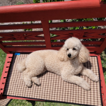 Dog Mat Small-Brown Check