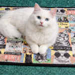 Cat Mat-Orange-Small