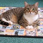 Cat Mat-Green-Small