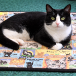Cat Mat-Blue-Small